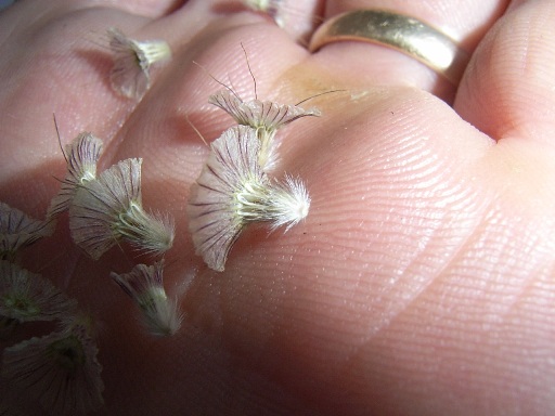 Lomelosia crenata subsp. pseudisetensis / Vedovina della Basilicata